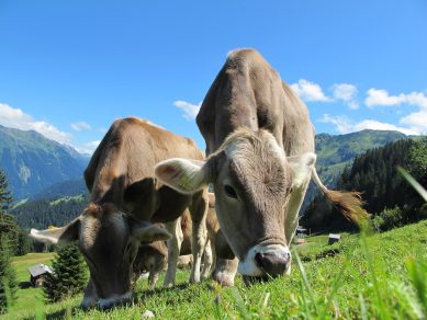 Schlechtes in guter Absicht tun: die Regulierung des Milchpreises